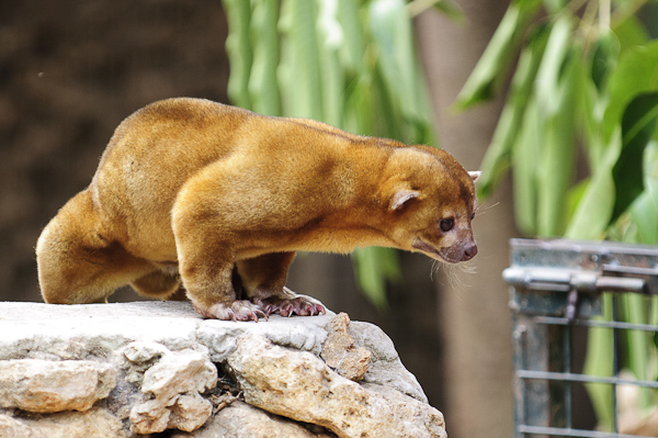 Zoo de Castellar