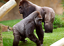 Bioparc, Fuengirola